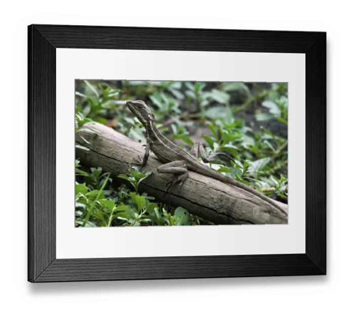 Framed Print : Juvenile brown basilisk, brown basilisc (Basiliscus vittatus) in a swamp