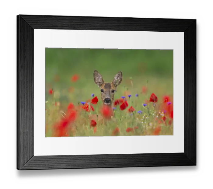 Framed Print : Roe deer, roe deer (Capreolus capreolus)