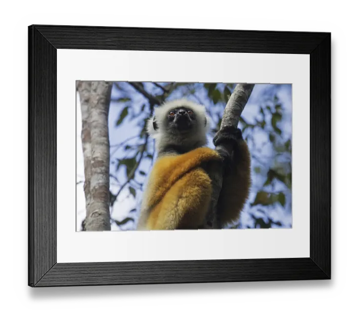 Framed Print : Diademed sifaka, diademed simpona (Propithecus diadema) in tree in the Andasibe-Mantadia National Park