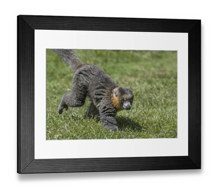 Framed Print : Mongoose lemur (Lemur albimanus) primate native to Madagascar and introduced to the Comoros Islands