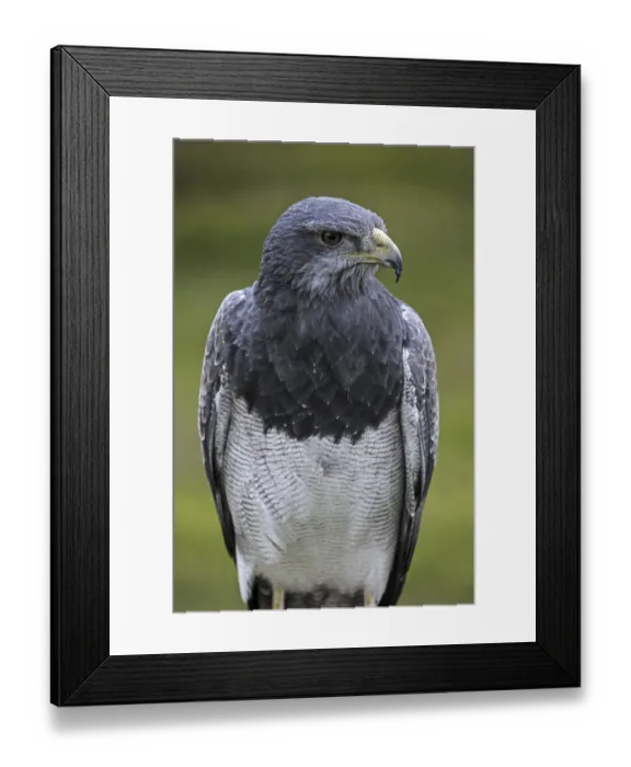 Framed Print : Close up of Black-chested buzzard-eagle (Geranoaetus melanoleucus)