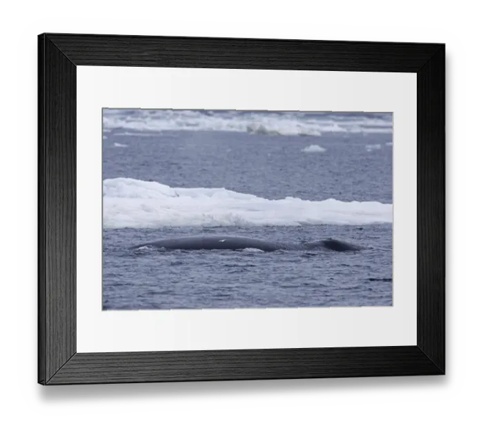 Framed Print : Bowhead whale (Balaena mysticetus) Framed Print : Bowhead whale (Balaena mysticetus)