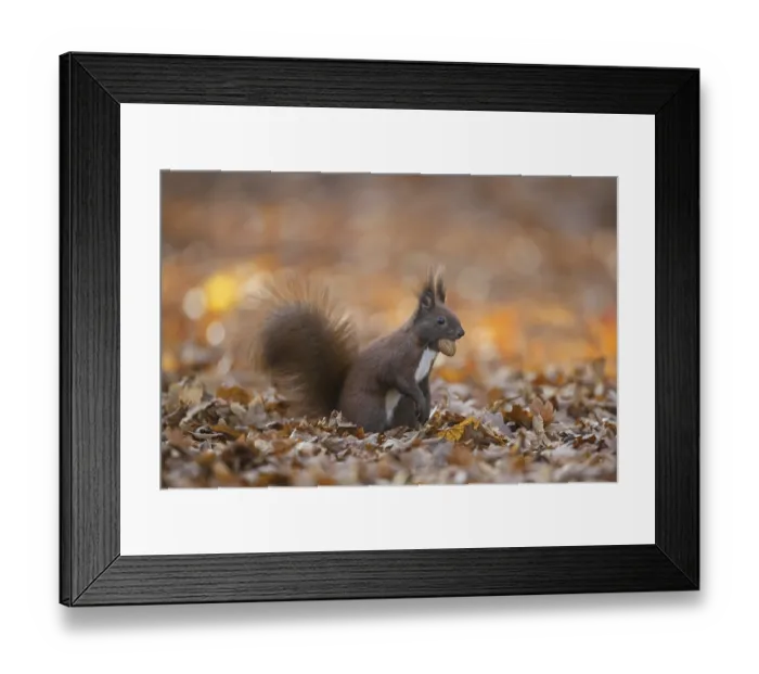 Framed Print : Cute Eurasian red squirrel (Sciurus vulgaris) Framed Print : Cute Eurasian red squirrel (Sciurus vulgaris)