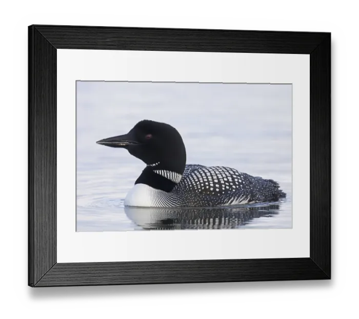 Framed Print : Common loon, great northern diver (Gavia immer) in breeding plumage swimming in summer