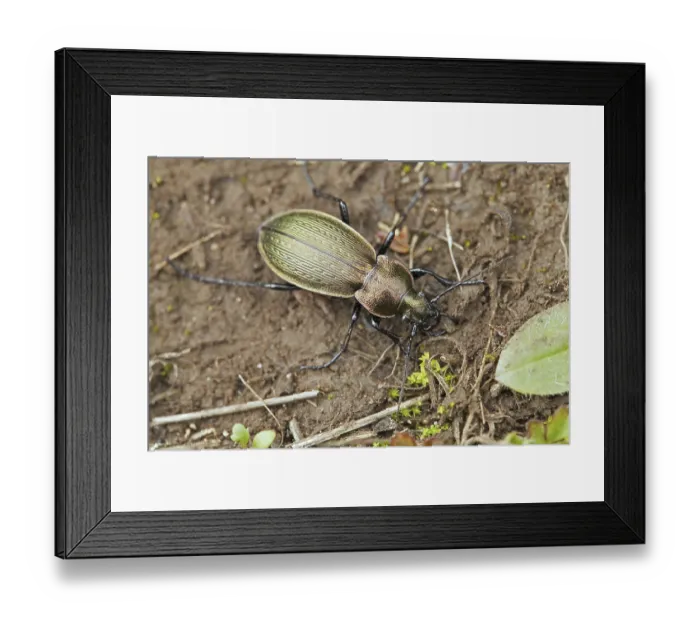 Framed Print : Golden ground beetle (Carabus auratus) Framed Print : Golden ground beetle (Carabus auratus)