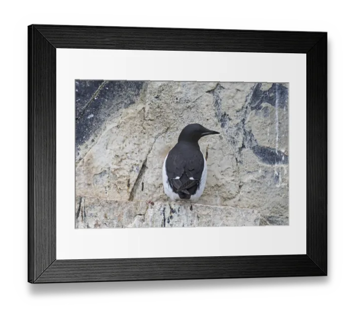 Framed Print : Thick-billed murre (Uria lomvia) Framed Print : Thick-billed murre (Uria lomvia)