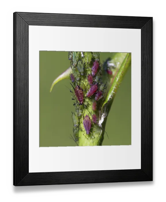 Framed Print : Aphids, plant lice (Aphidoidea)