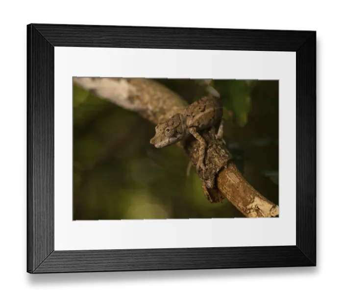 Framed Print : Rhinoceros chameleon (Furcifer rhinoceratus)