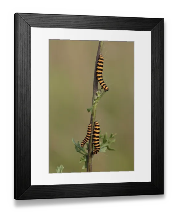Framed Print : Blood bear (Tyria jacobaeae), caterpillars