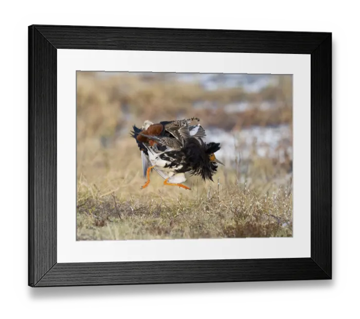 Framed Print : Ruff (Calidris pugnax) two males in breeding plumage at lek