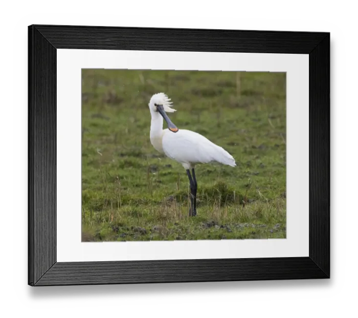 Framed Print : Spoonbill (Platalea leucorodia) Framed Print : Spoonbill (Platalea leucorodia)