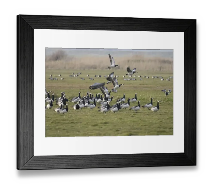 Framed Print : Barnacle Geese (Branta leucopsis)