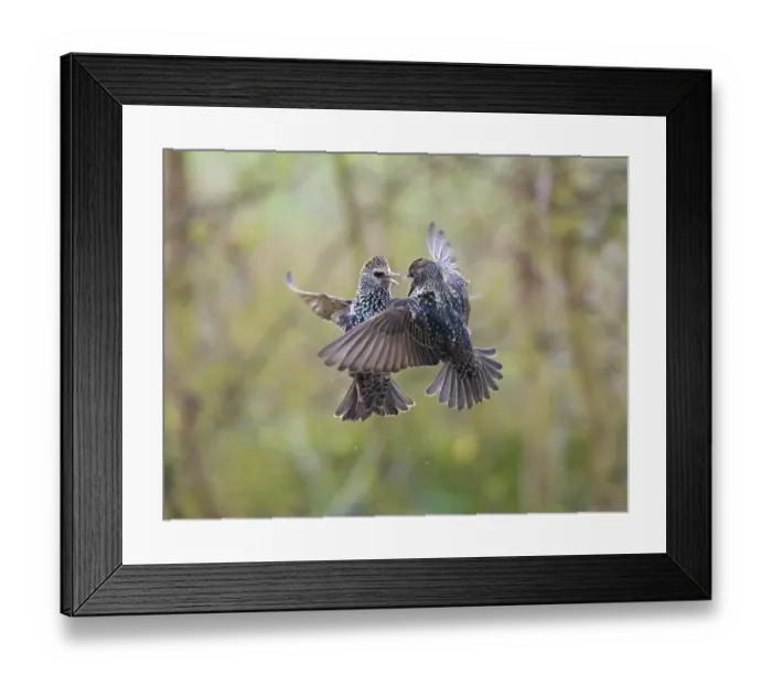 Framed Print : Common Starling, (Sturnus vulgaris) Framed Print : Common Starling, (Sturnus vulgaris)