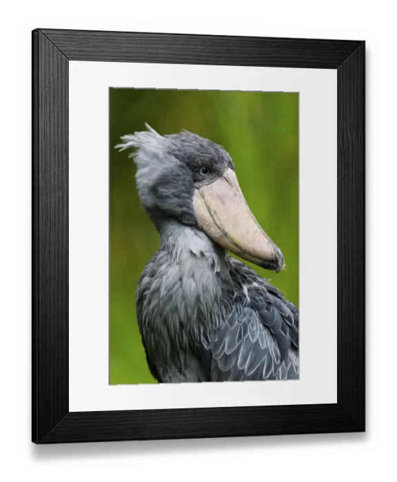 Framed Print : Shoebill Stork (Balaeniceps rex)