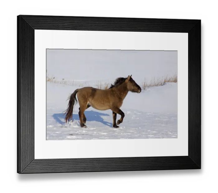 Framed Print : Konik or Polish Primitive Horse (Equus islandicus) walking in snow in winter