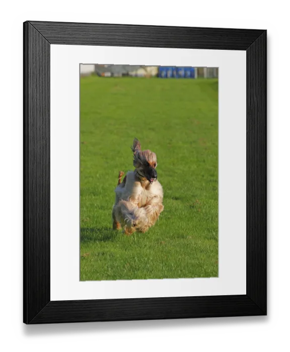 Framed Print : Afghan Hound dog (Canis lupus familiaris)