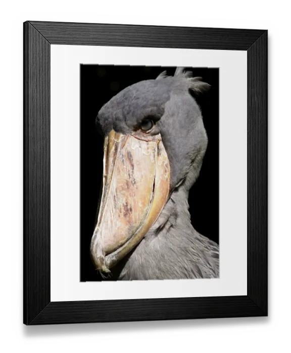 Framed Print : Shoebill (Balaeniceps rex), Wuppertal Zoo Framed Print : Shoebill (Balaeniceps rex), Wuppertal Zoo