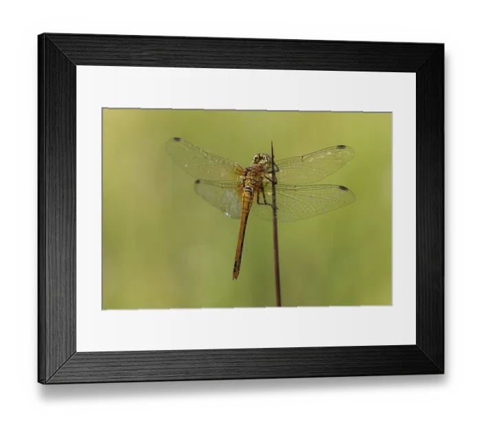 Framed Print : Vagrant Darter Dragonfly (Sympetrum vulgatum) Framed Print : Vagrant Darter Dragonfly (Sympetrum vulgatum)