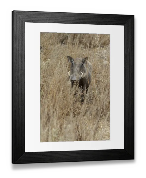 Framed Print : Warthog (Phacochoerus africanus), Namibia, Africa Framed Print : Warthog (Phacochoerus africanus), Namibia, Africa