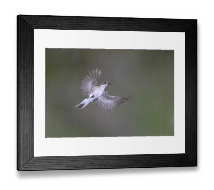 Framed Print : European Pied Flycatcher (Ficedula hypoleuca)