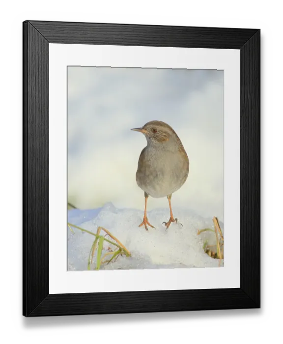 Framed Print : Dunnock (Prunella modularis) standing on a snow-covered meadow Framed Print : Dunnock (Prunella modularis) standing on a snow-covered meadow