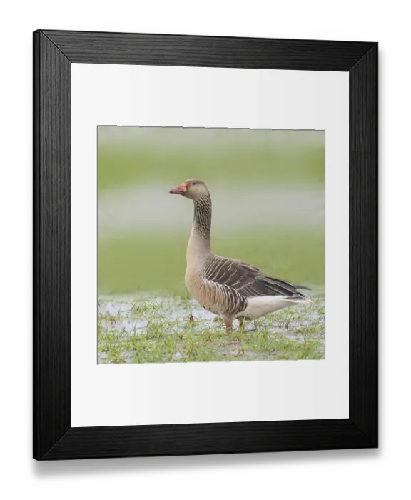 Framed Print : Greylag goose (Anser anser) In a wet meadow Water