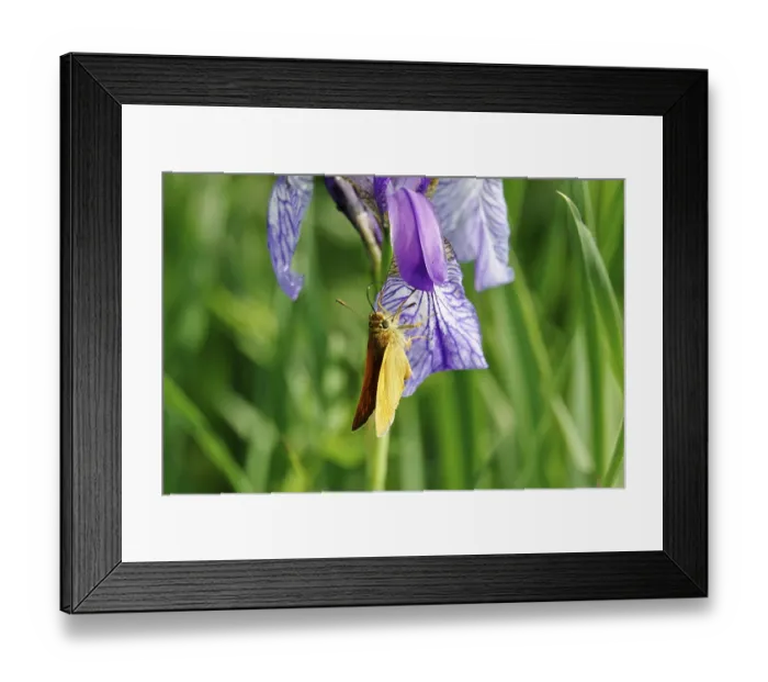 Framed Print : Essex skipper (Thymelicus lineola) Framed Print : Essex skipper (Thymelicus lineola)