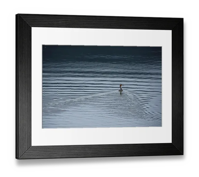 Framed Print : Great Crested Grebe (Podiceps cristatus) Framed Print : Great Crested Grebe (Podiceps cristatus)