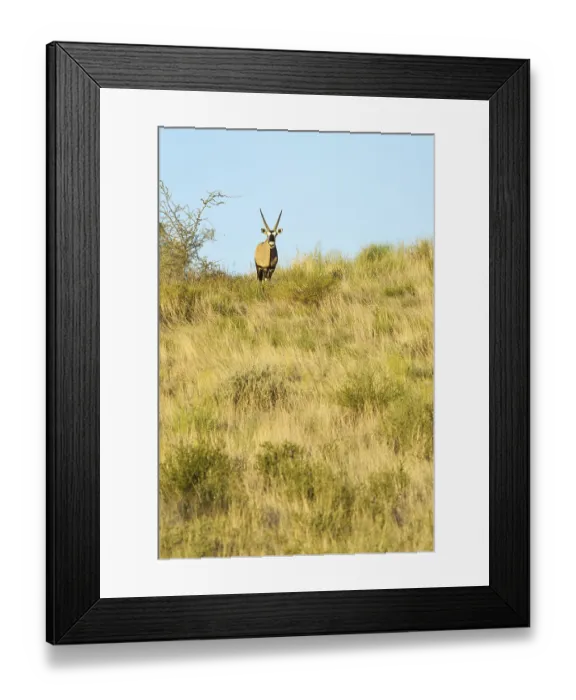 Framed Print : An Oryx Gazelle (Gemsbok) facing towards the camera stands on top of a hill in the Kalahari