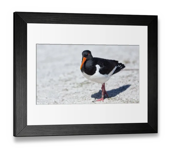 Framed Print : Eurasian oystercatcher (Haematopus ostralegus) in the sand