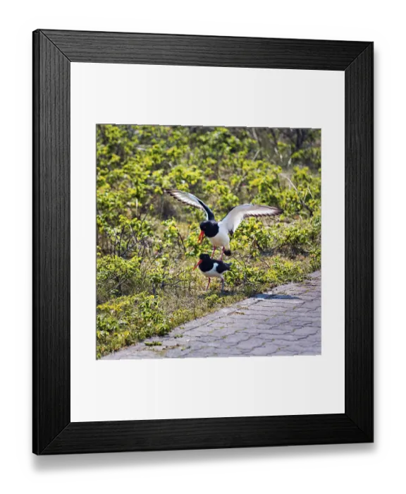 Framed Print : Eurasian oystercatcher (Haematopus ostralegus) Framed Print : Eurasian oystercatcher (Haematopus ostralegus)