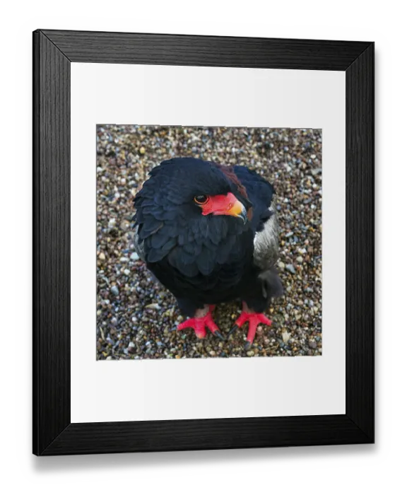 Framed Print : Bateleur, captive, Bateleur Eagle (Terathopius ecaudatus) Framed Print : Bateleur, captive, Bateleur Eagle (Terathopius ecaudatus)