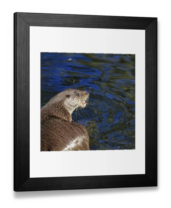 Framed Print : European otter (Lutra lutra) looking for prey in the pond
