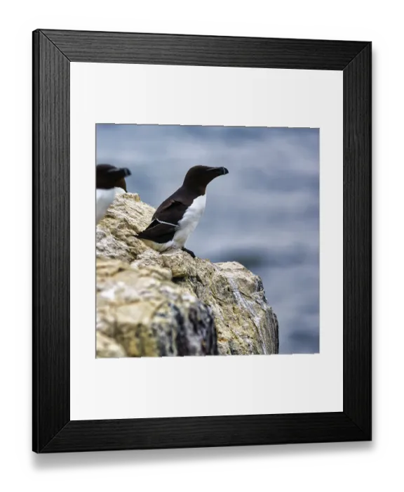 Framed Print : Razorbill (Alca torda) on a rock