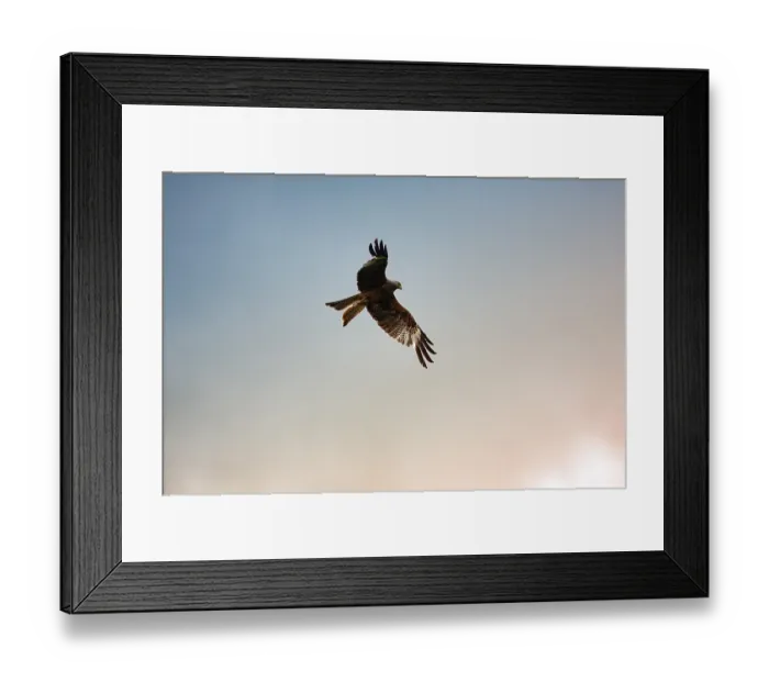 Framed Print : Red kite (Milvus milvus) in flight looking for prey
