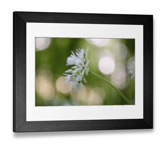 Framed Print : Ramsons (Allium ursinum), flower