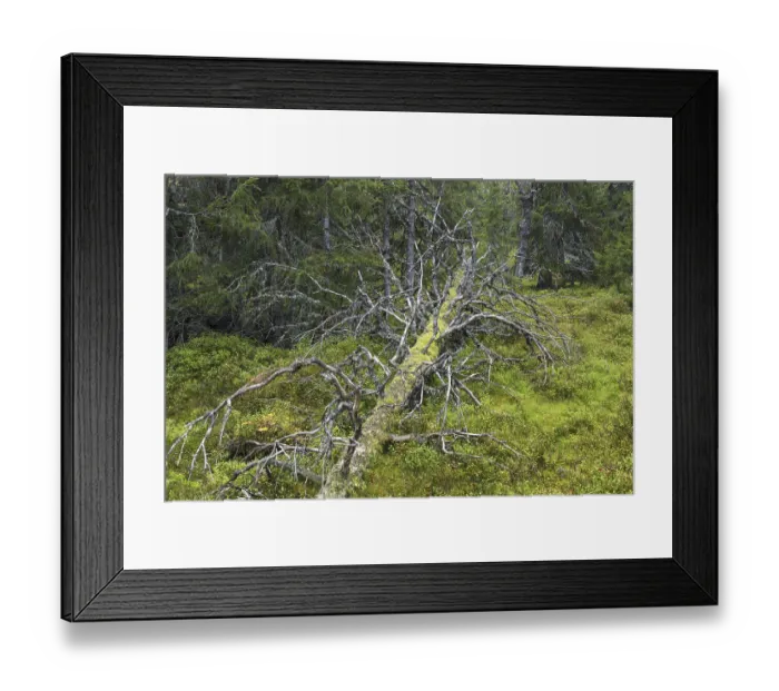 Framed Print : Fallen tree trunk left to rot in old-growth forest Framed Print : Fallen tree trunk left to rot in old-growth forest