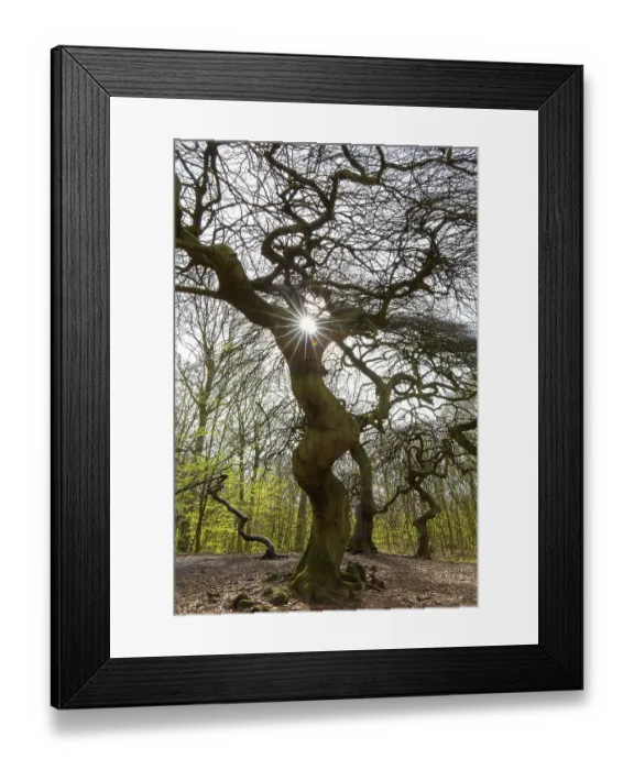 Framed Print : Cripple dwarf beech, deformed tree at Witches Forest