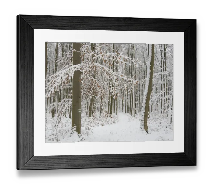 Framed Print : Beech woodland (Fagus sylvatica)