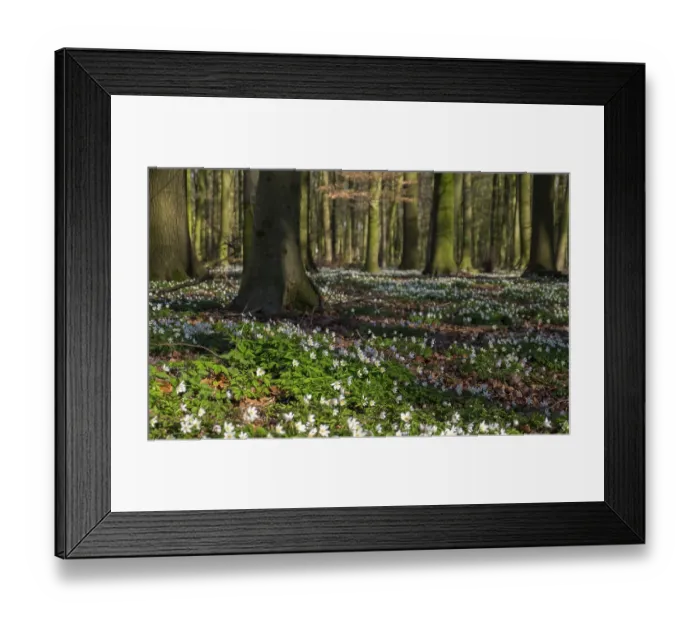 Framed Print : A tranquil forest with flowering anemones in the sunlight and green tree trunks