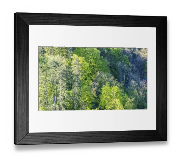 Framed Print : Forest in spring. Albtrauf of the Swabian Alb