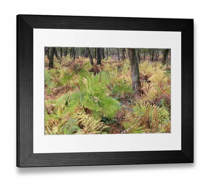 Framed Print : Forest with ferns in autumn, Bottrop