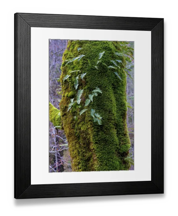 Framed Print : Mossy tree trunk, ferns growing on a tree in the forest