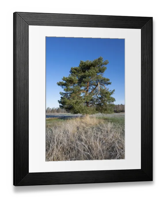 Framed Print : Scots pine (Pinus sylvestris), solitary standing in a meadow