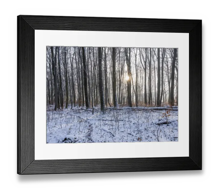 Framed Print : Deciduous forest in winter, snow Framed Print : Deciduous forest in winter, snow