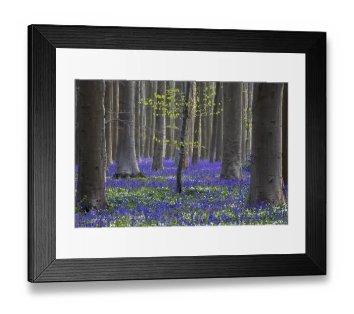 Framed Print : Bush anemone (Anemonoides nemorosa) and blue flowering bluebells (Hyacinthoides non-scripta)