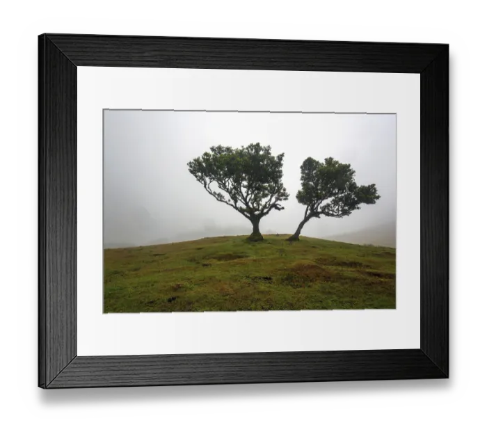 Framed Print : Laurel trees overgrown with moss and plants in the mist Framed Print : Laurel trees overgrown with moss and plants in the mist