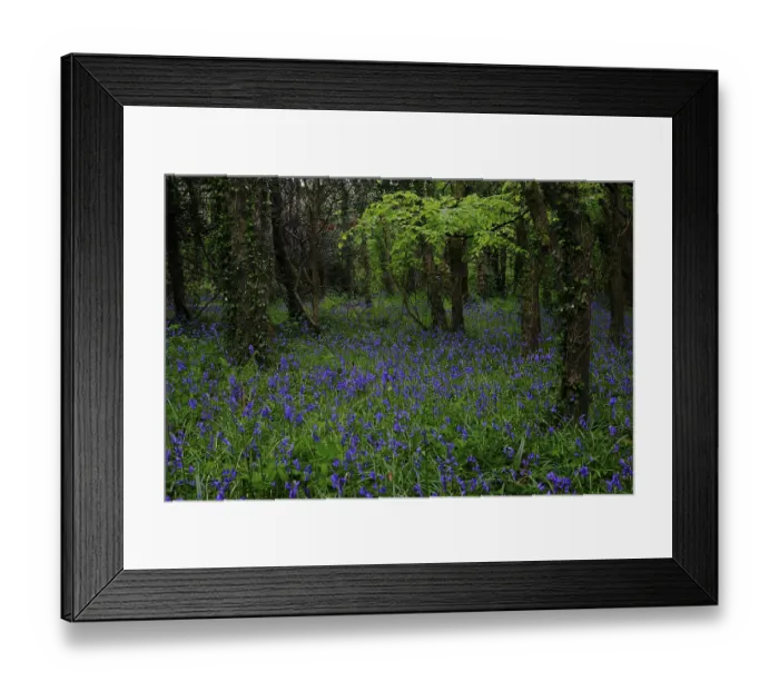Framed Print : Forest with flowering Common bluebells (Hyacinthoides non-scripta) Framed Print : Forest with flowering Common bluebells (Hyacinthoides non-scripta)