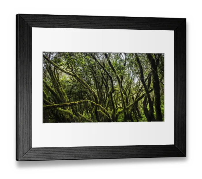 Framed Print : Cloud forest, laurel forest, Garajonay National Park Framed Print : Cloud forest, laurel forest, Garajonay National Park