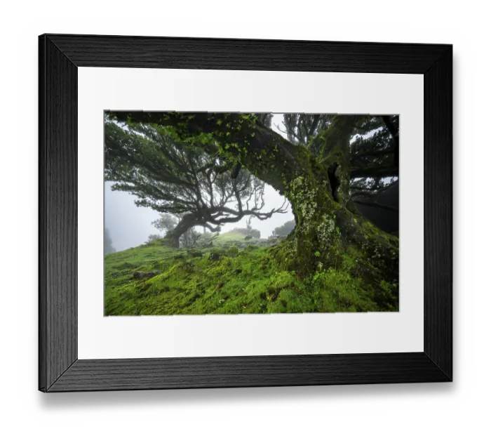 Framed Print : Stinkwood (Ocotea foetens) overgrown with moss and plants in the mist